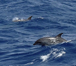 Atlantic Bottlenose Dolphin - Tursiops truncatus © John Muddeman